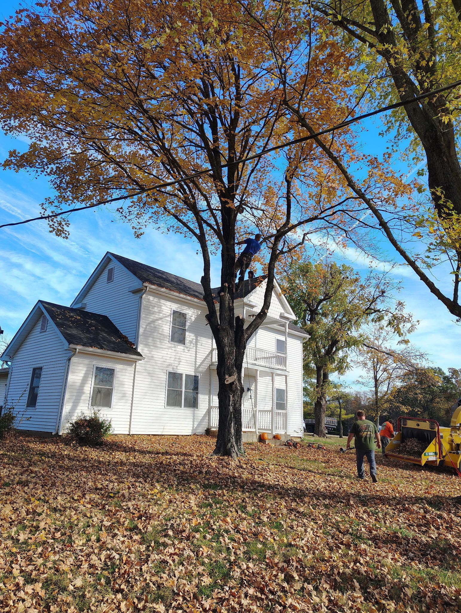 White house with a tree being trimmed; a worker in the tree, and another on the ground, leaves on the ground.