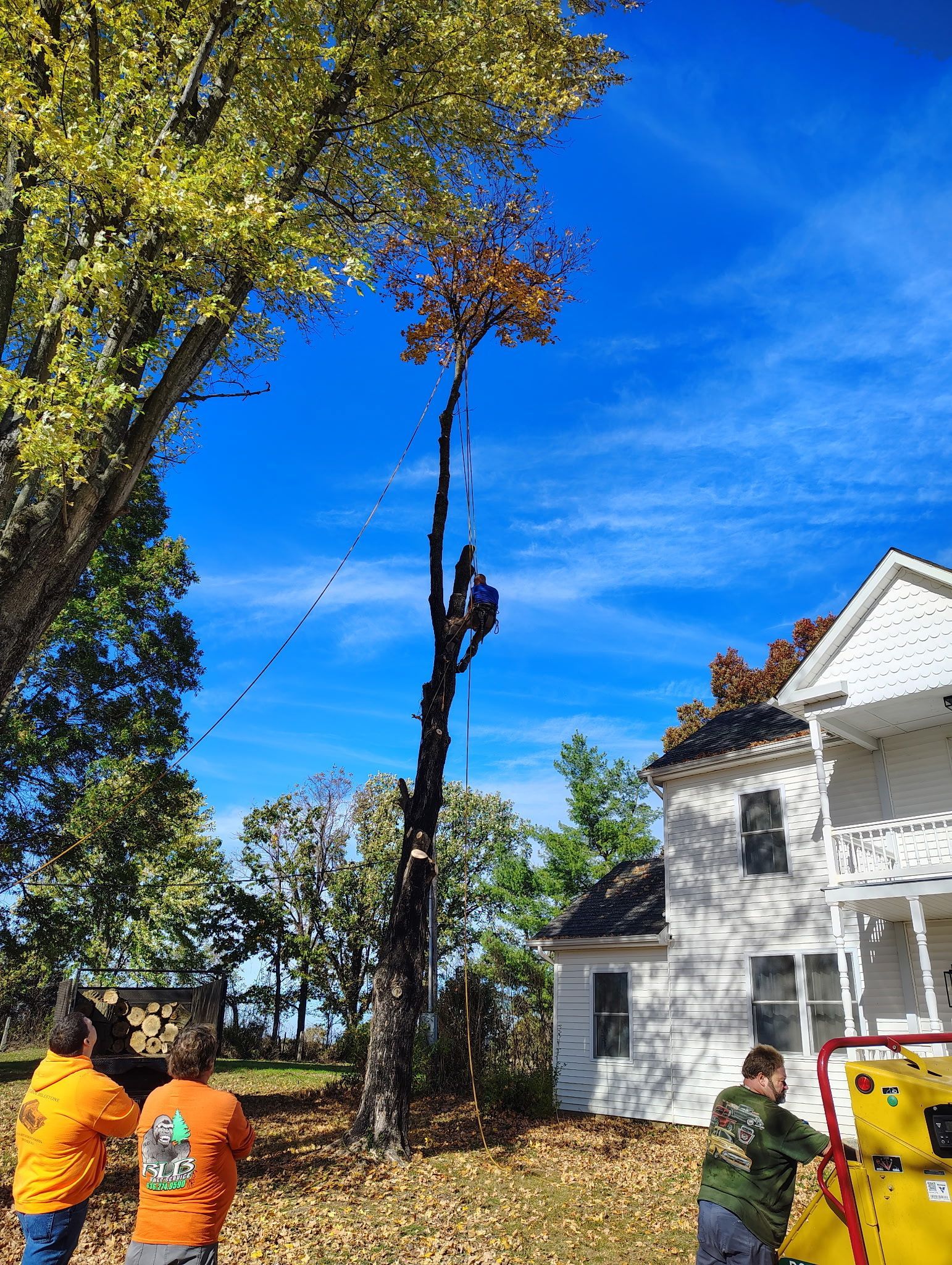 Tree removal: A worker high up in a tall tree, others on the ground, sunny day.