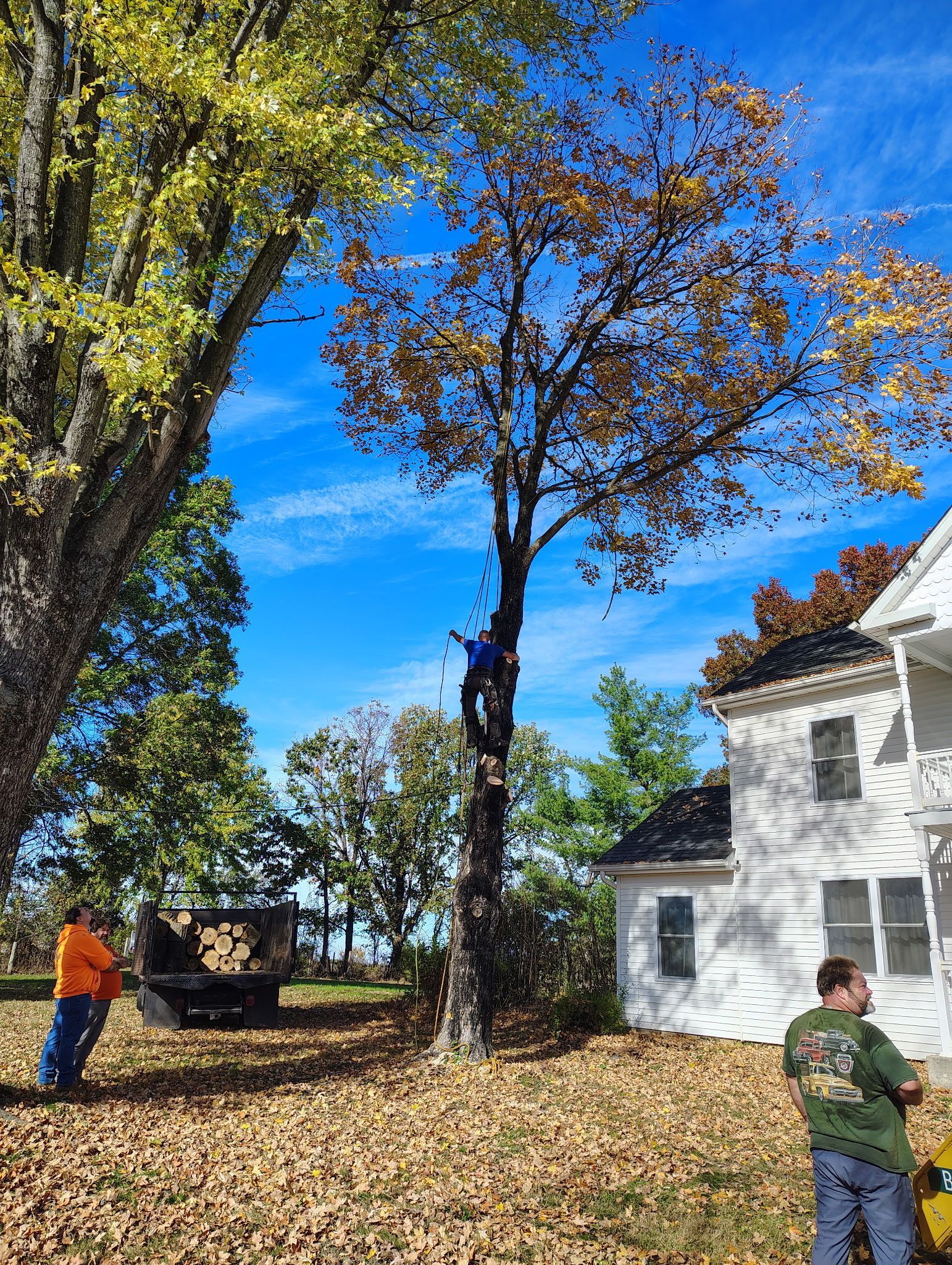 Tree being trimmed by a person in a tree and two people on the ground with a truck, fall leaves, and a house.