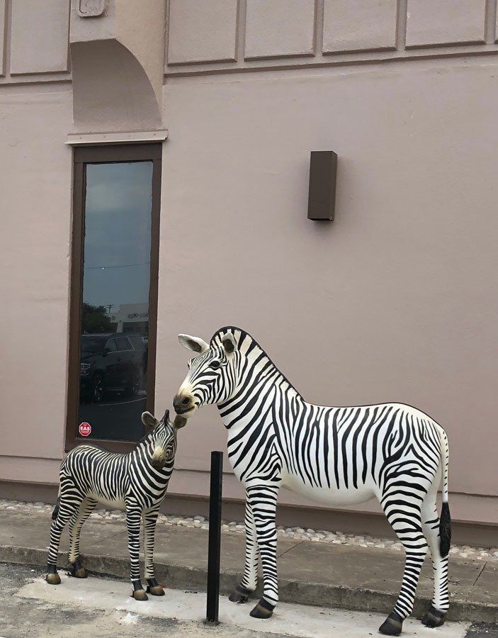 Zebra