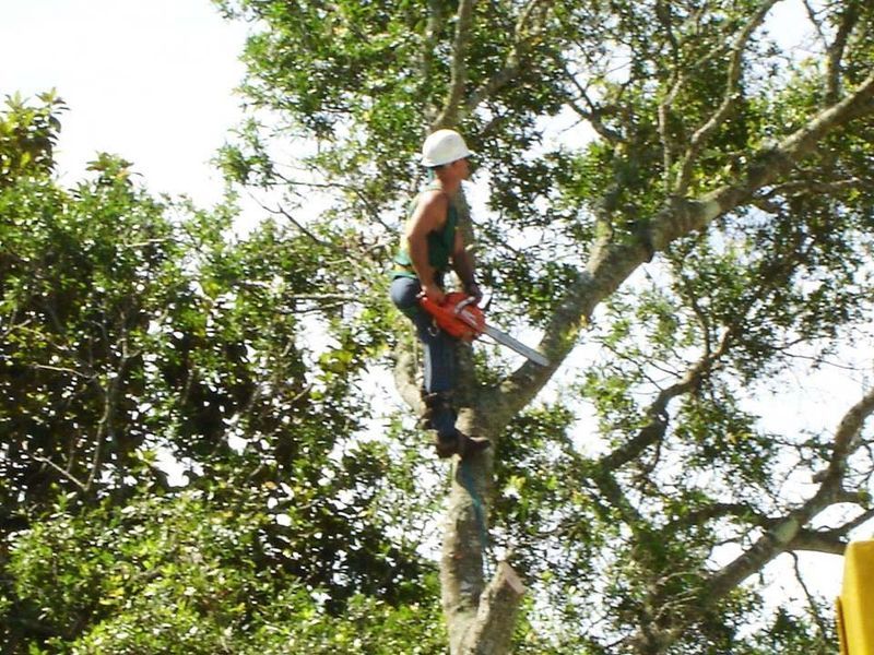 Arborist using a chainsaw while perched on a tree branch, wearing a hard hat, cutting limbs.