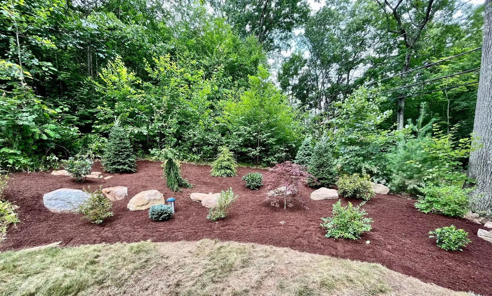 Garden bed with shrubs, rocks, and red mulch against a backdrop of green trees.