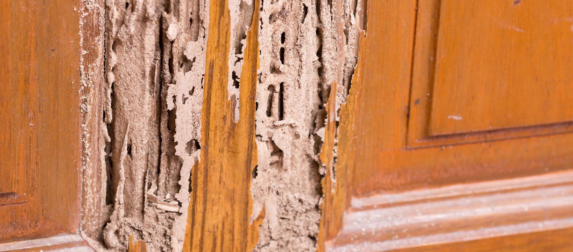 Termite damage on a wooden door frame, showing extensive wood destruction.
