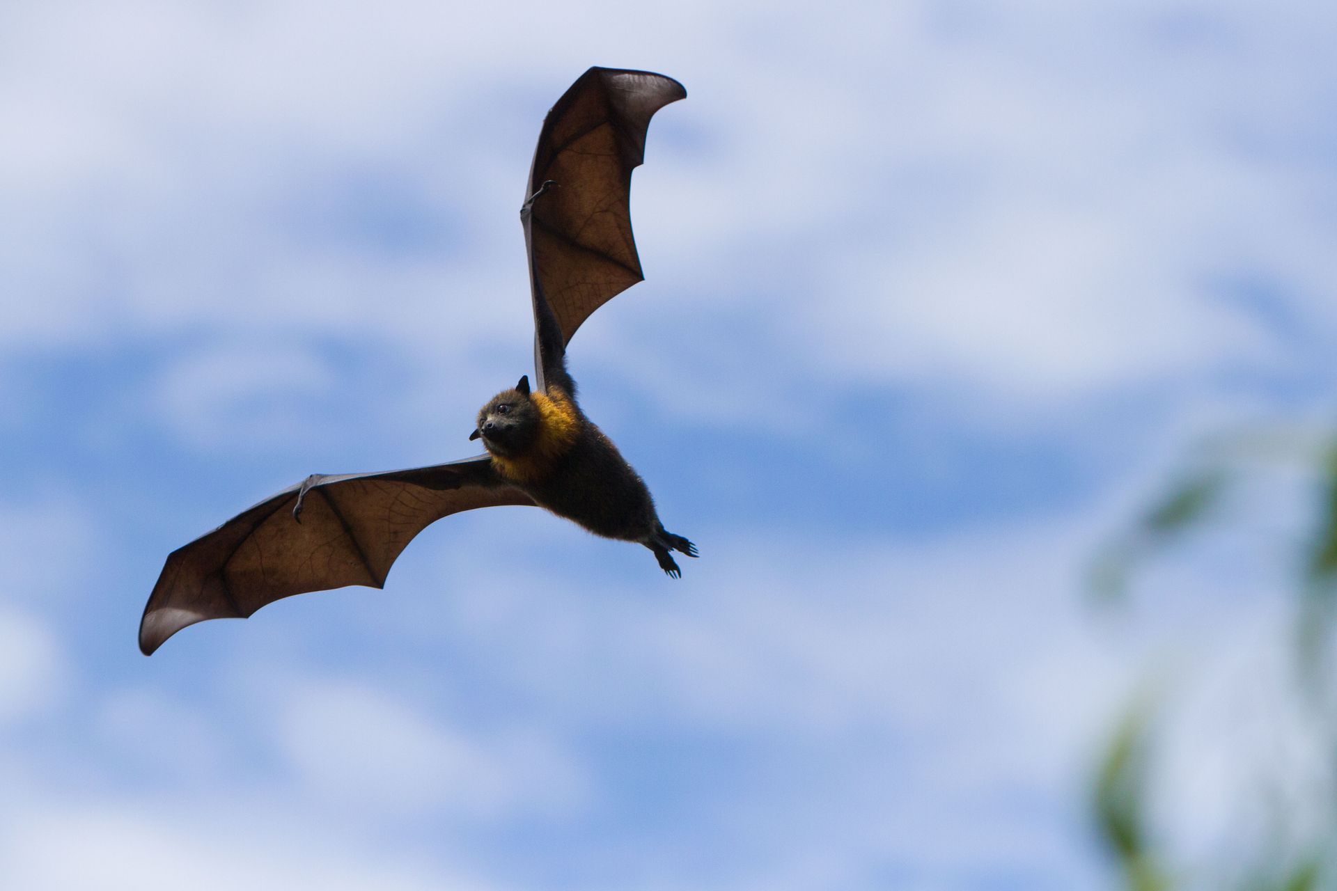 Bat in flight against a blue sky with some clouds.