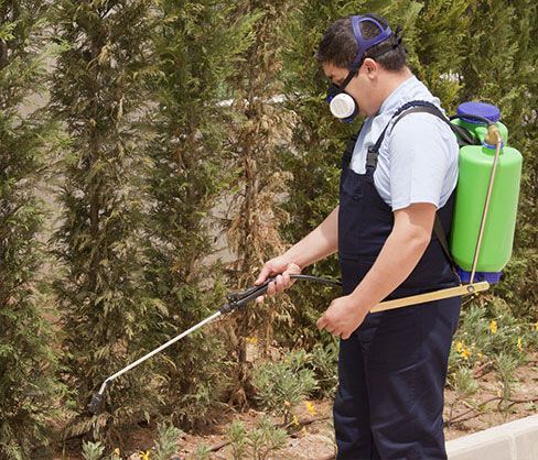 Person wearing a respirator spraying a pesticide near shrubs with a backpack sprayer.