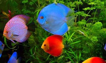 Best Freshwater Aquarium Store Near Me