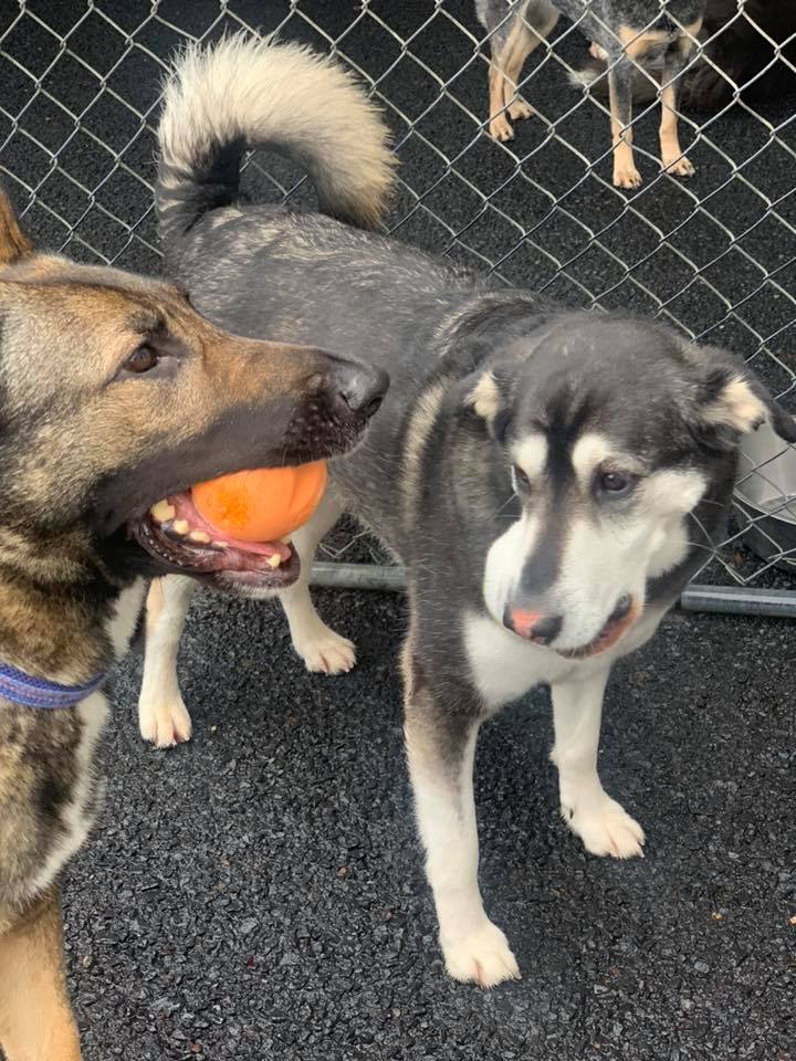 Two dogs, one holding an orange ball, next to a black and white husky-mix in a fenced area.