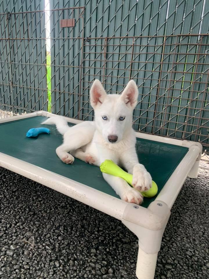 White husky puppy with blue eyes, resting on green dog bed with toys outdoors.