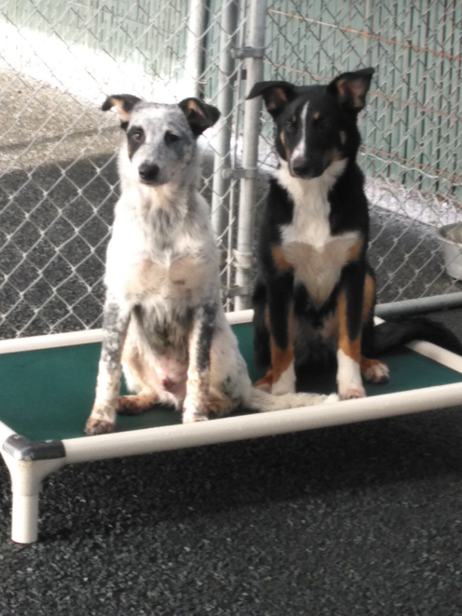 Two dogs sitting on a green cot. Blue heeler on the left, black and brown mixed breed on the right.