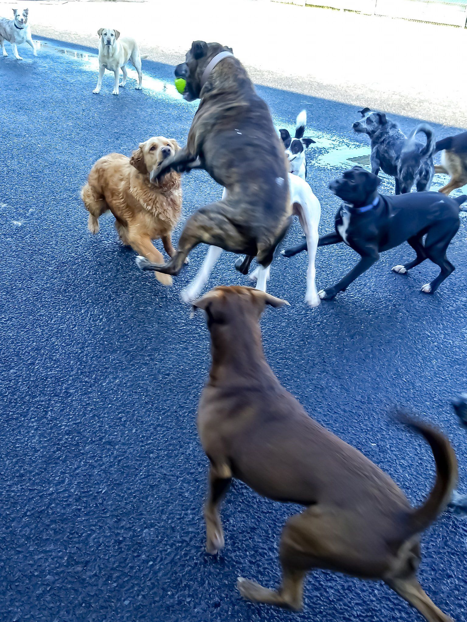 Dogs playing outdoors on a wet surface; one jumps for a ball, others run and interact.