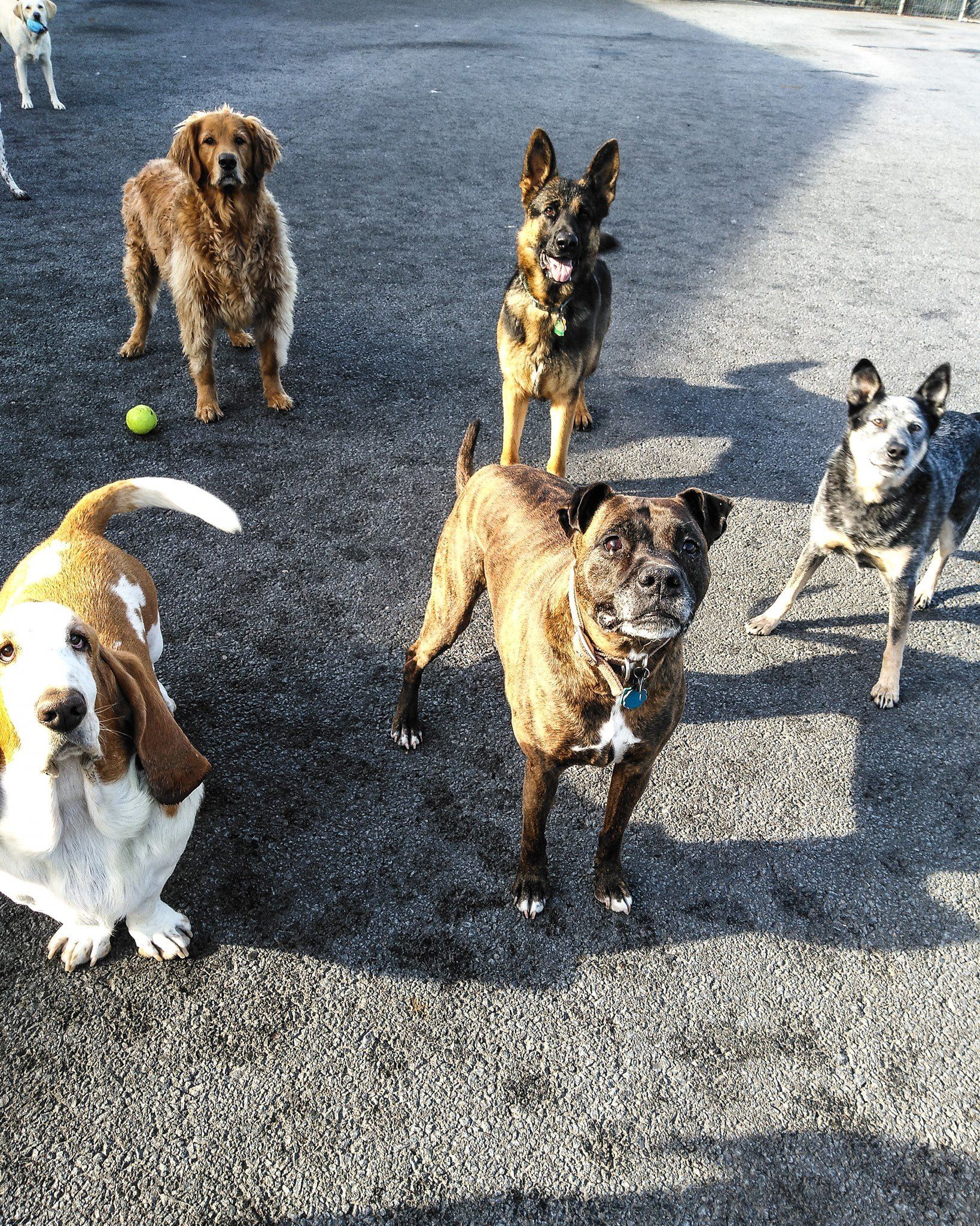 Group of dogs of various breeds outdoors, looking at the camera.