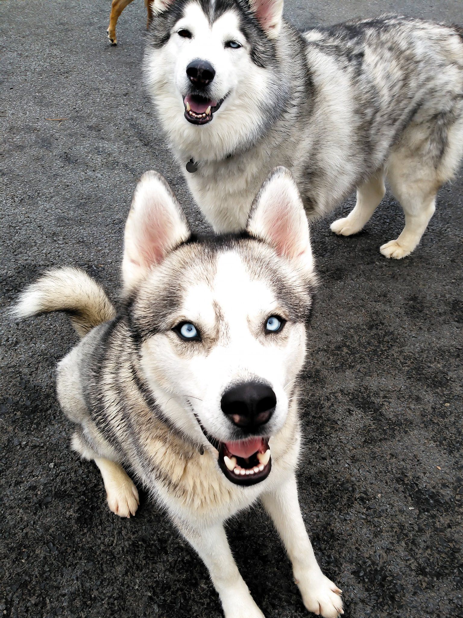 Two Siberian huskies with blue eyes, smiling, on a gray surface. One is closer to the camera.