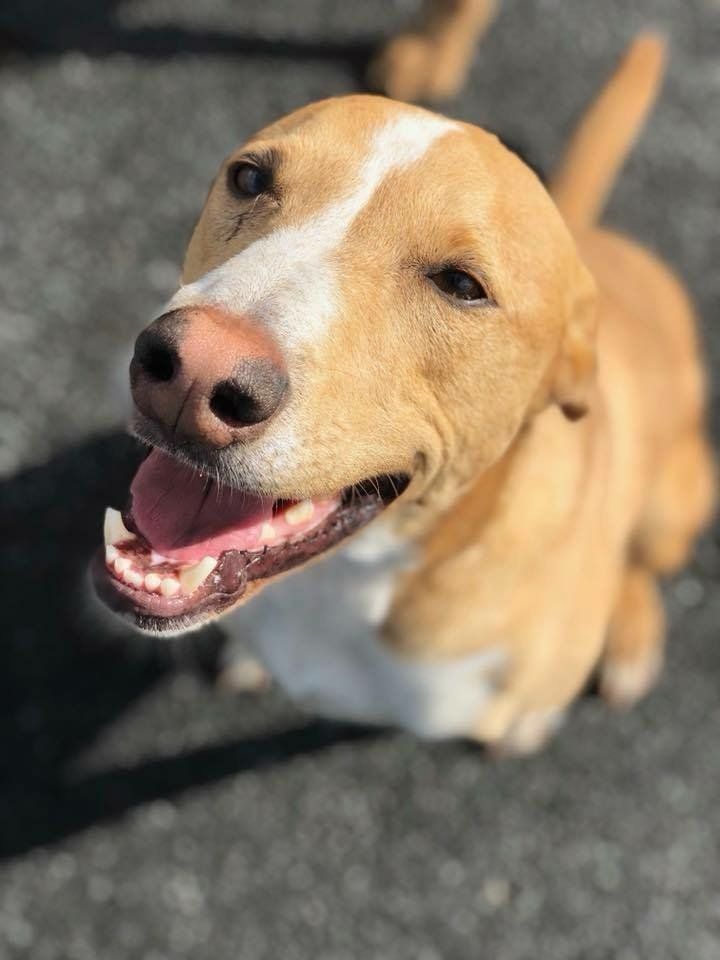 Smiling tan and white dog with tongue out, looking up.