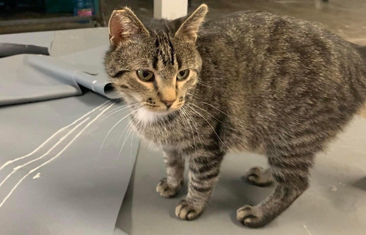 Missing cat named Tiger