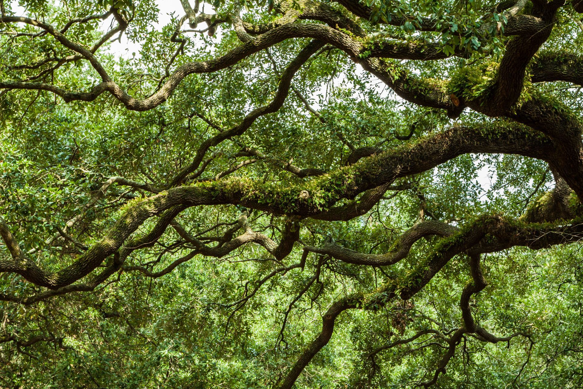 Looking up at a tree with lots of branches and leaves