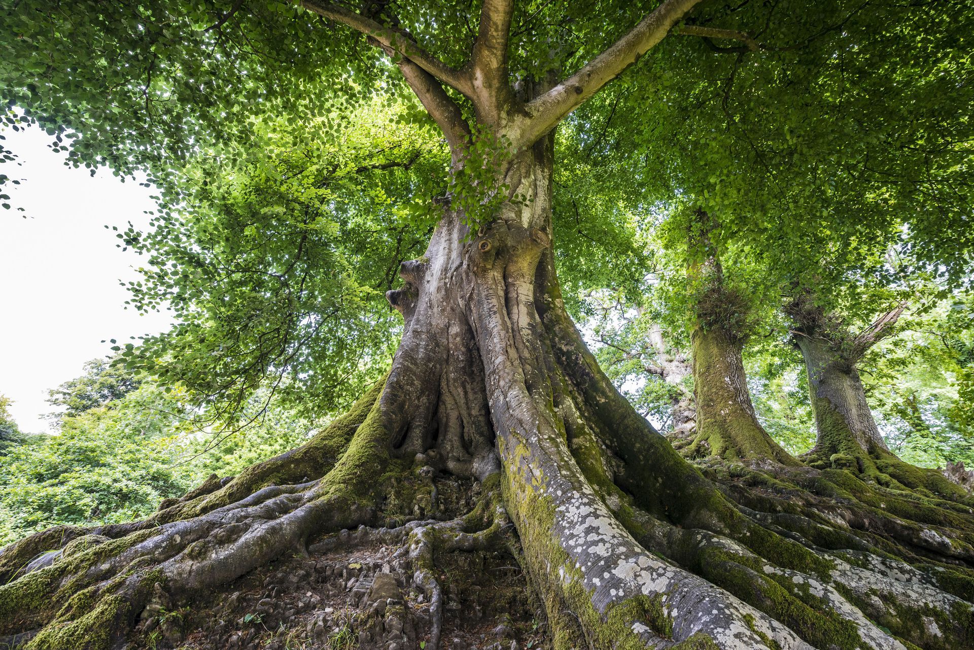 A tree with a lot of roots growing out of the ground.