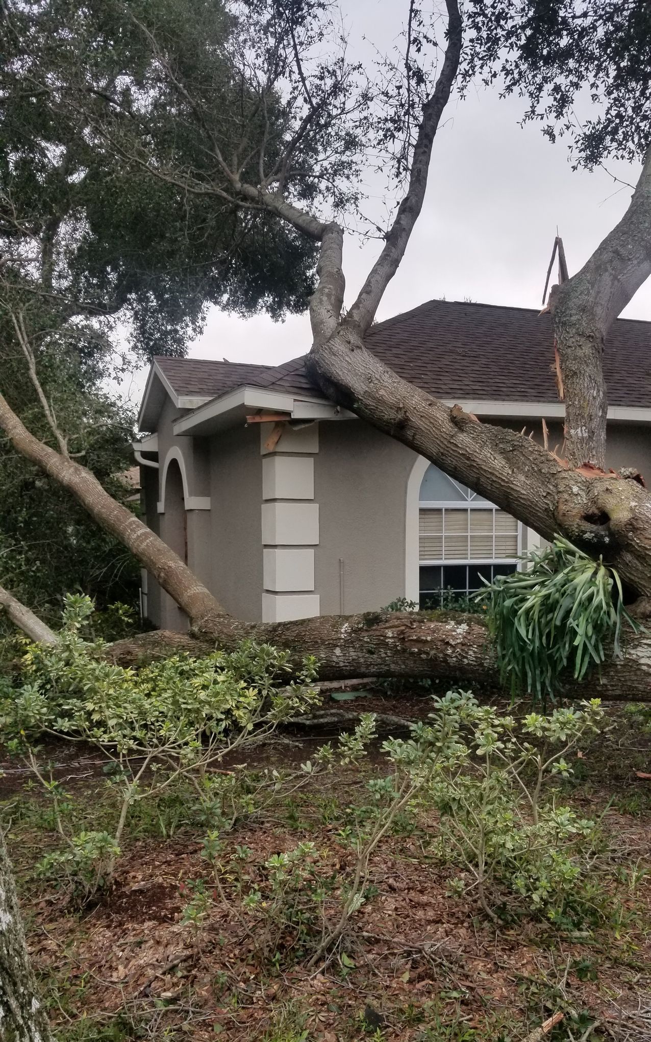 A tree has fallen on the side of a house.