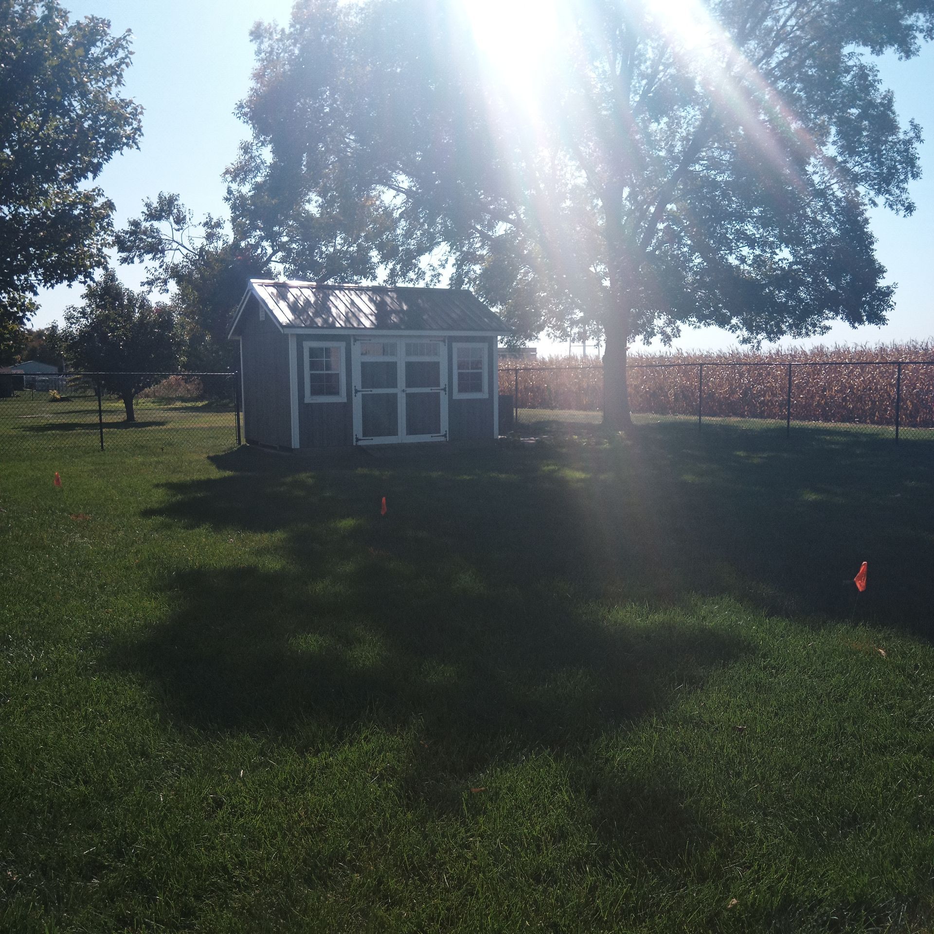 Shed on a sunny day in a grassy yard, with a large tree and a cornfield in the background.