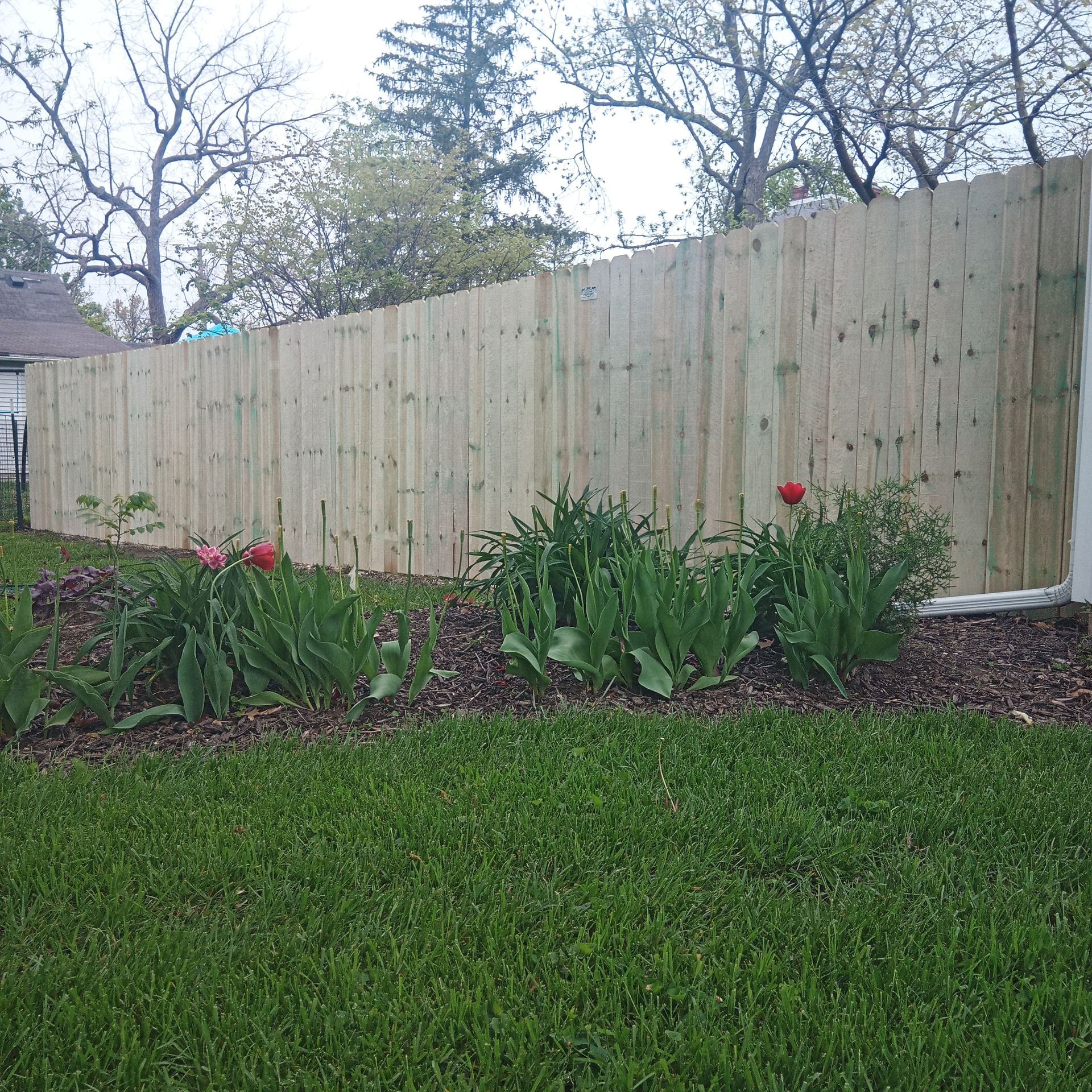 Wooden fence in backyard with flowerbed and green lawn.