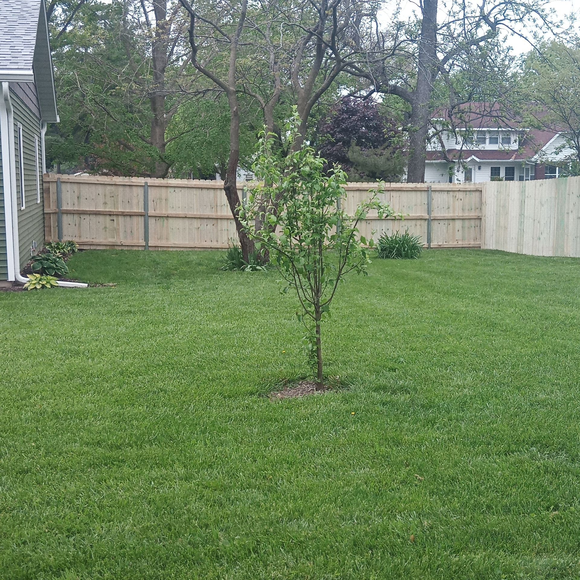 Green lawn with a young tree in the center, wooden fence in the background.