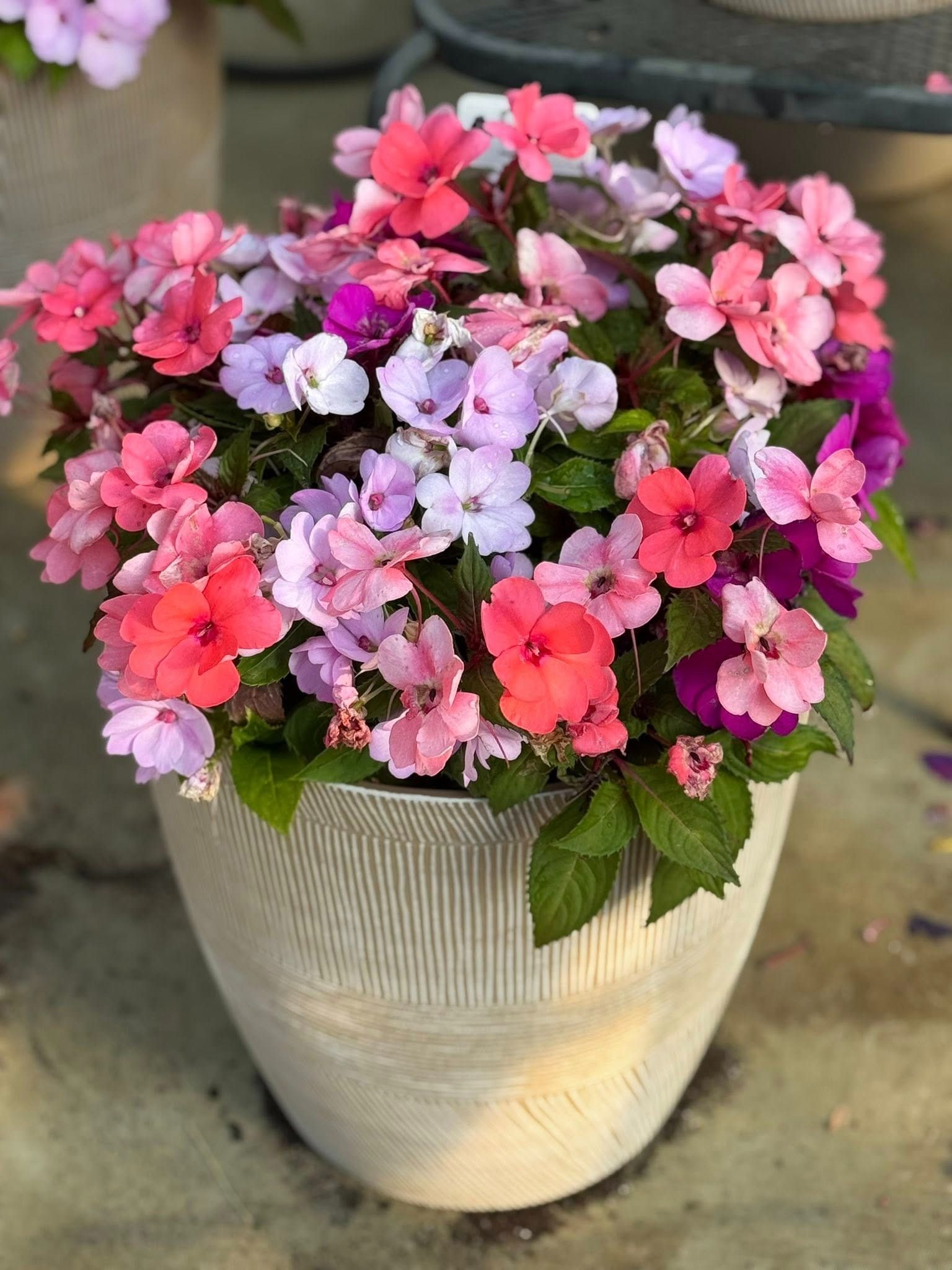 Potted flowers with pink, red, and purple blooms. The pot is gray with textured lines.