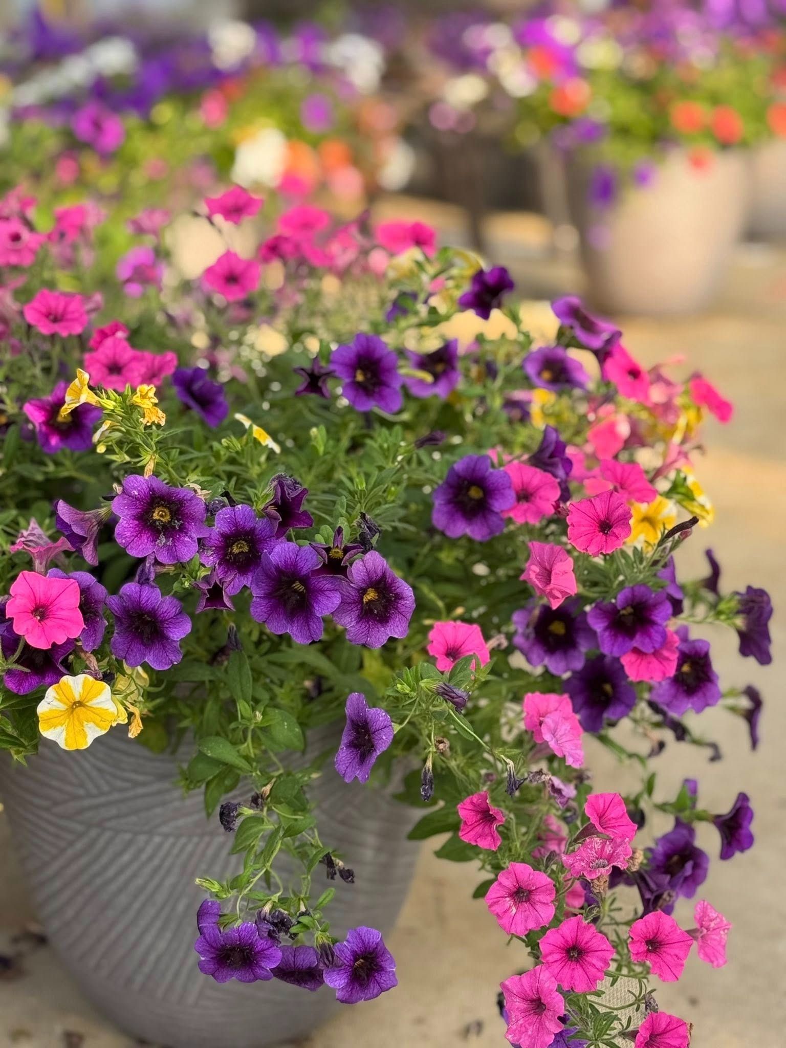 Colorful petunia flowers cascading from a gray planter.