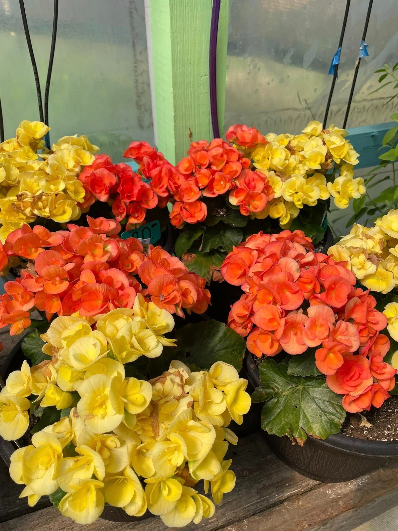 Bright yellow and orange begonia flowers in pots, in front of a green wooden structure.