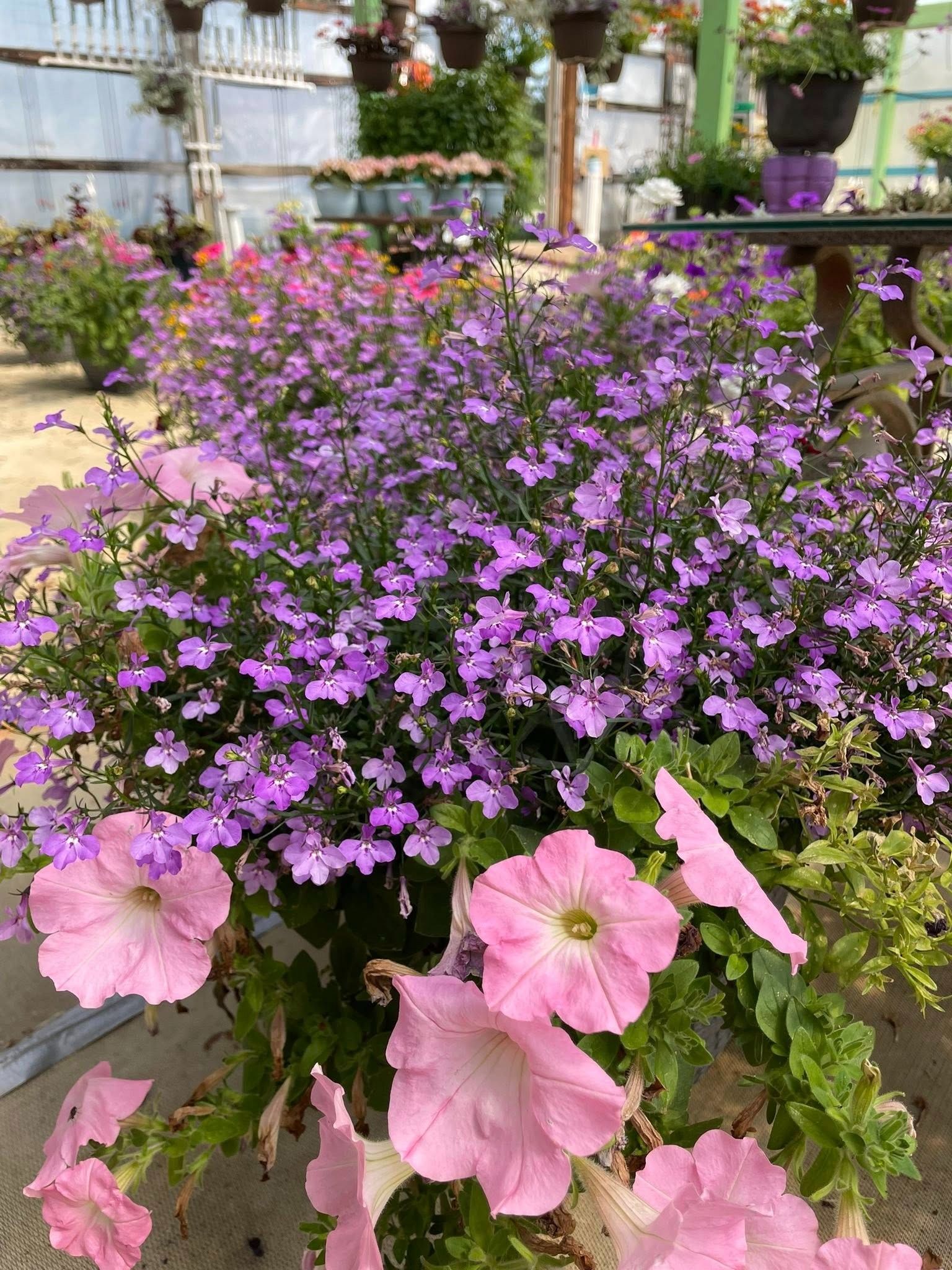 Purple lobelia and pink petunias in hanging baskets at a greenhouse.