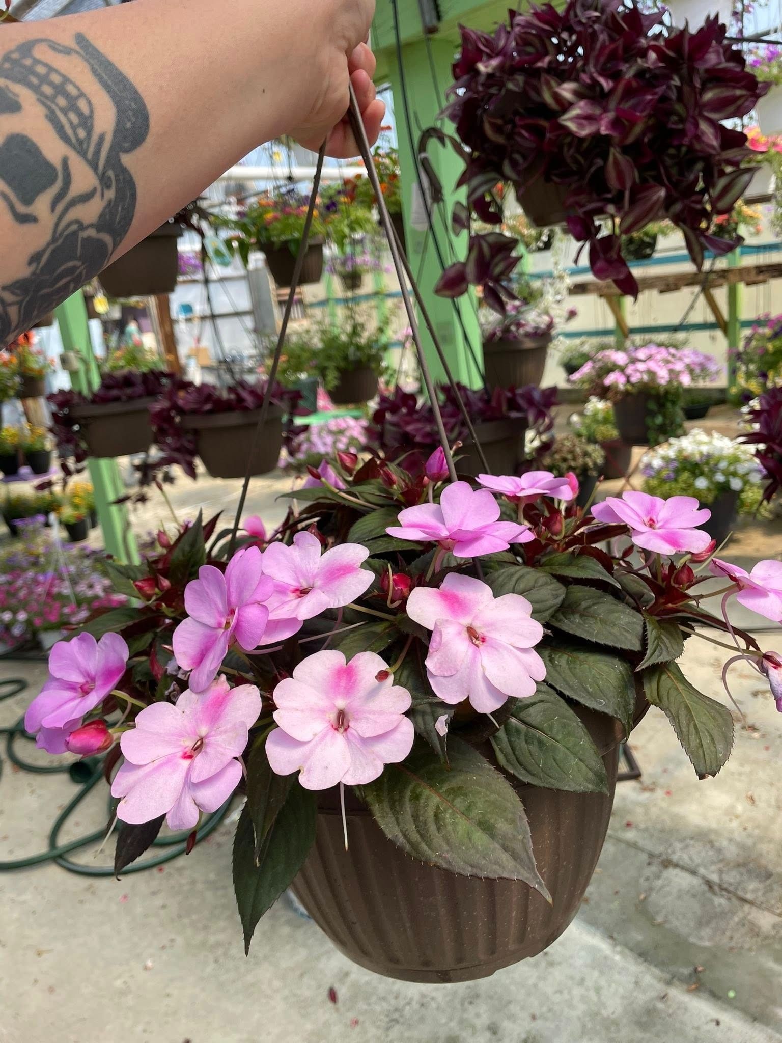A hand holding a hanging basket with pink flowers, other plants in the background.