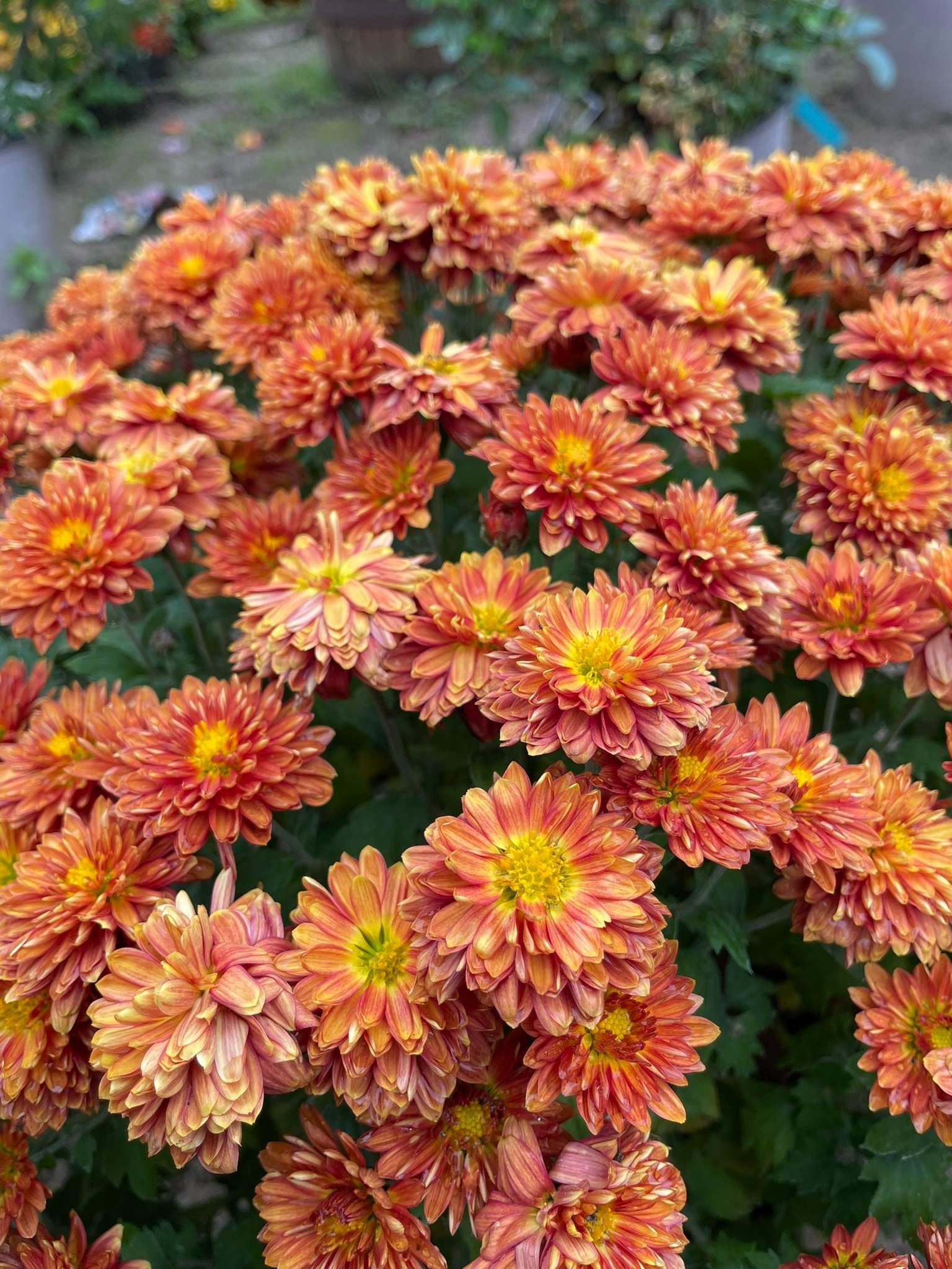 Orange and yellow chrysanthemum flowers in full bloom.