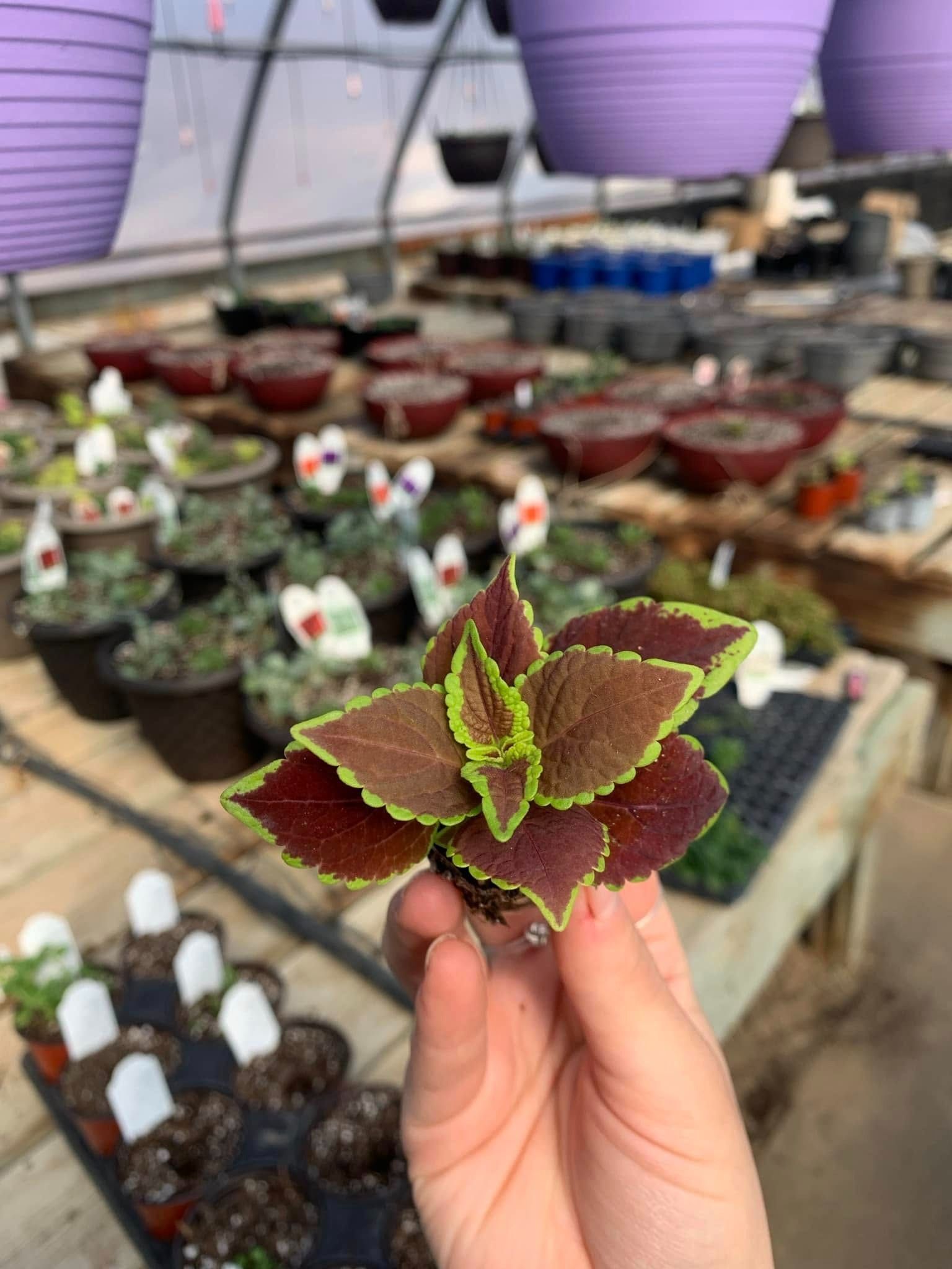 Hand holding a coleus plant with maroon and green leaves, greenhouse setting.