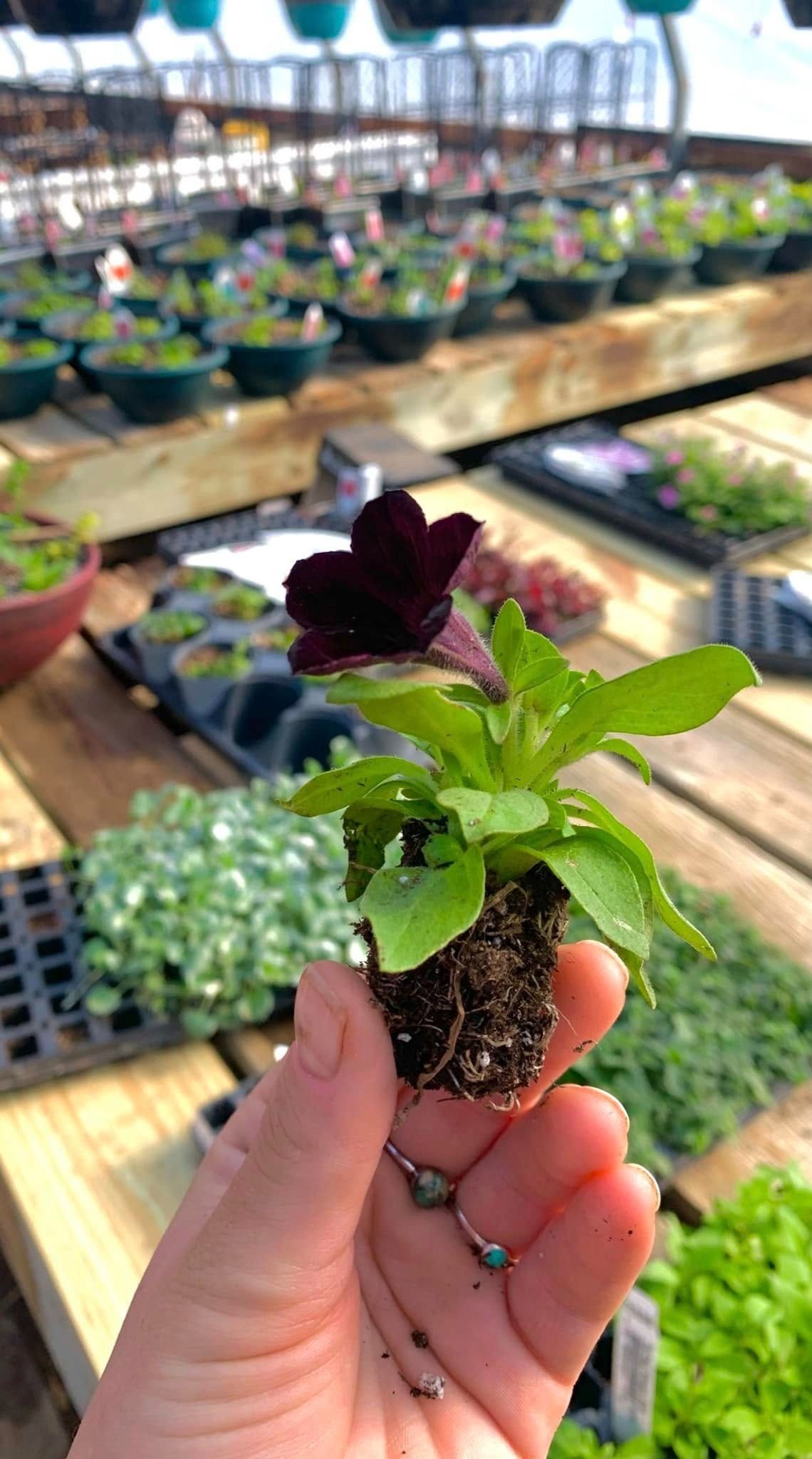 Person holds a small dark purple petunia plant with visible roots, greenhouse setting.