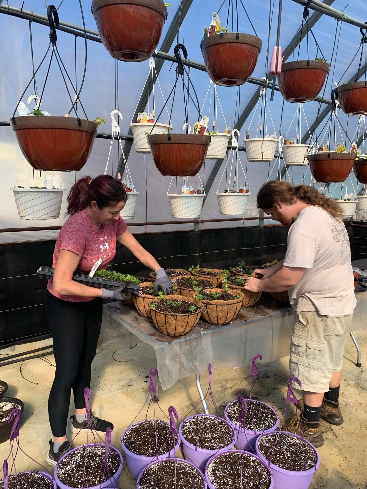 Two people working in a greenhouse, planting in pots. Hanging baskets, mostly brown, and purple pots with plants.