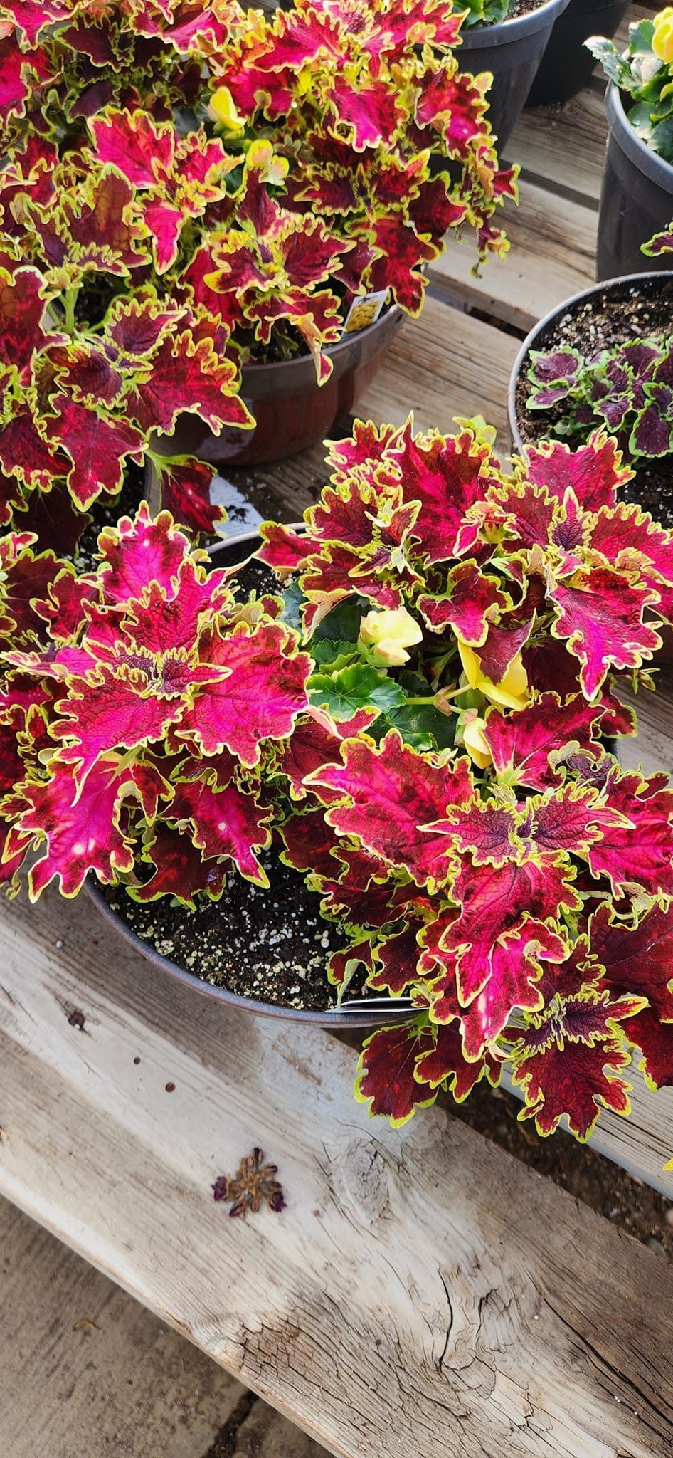 Coleus plants with vibrant magenta leaves, yellow-green edges, in pots. Placed on wooden planks.