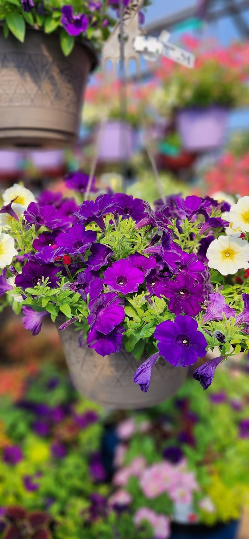 Purple petunias cascading from a hanging basket in a greenhouse. Other colorful blooms are in the background.