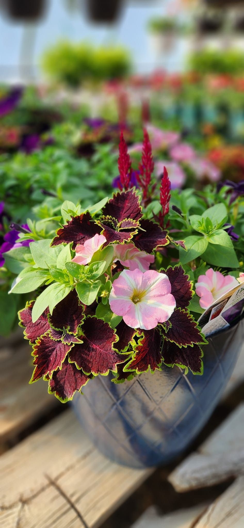 Close-up of a flower pot with petunias and burgundy-leaf coleus, set on a wooden surface in a greenhouse.