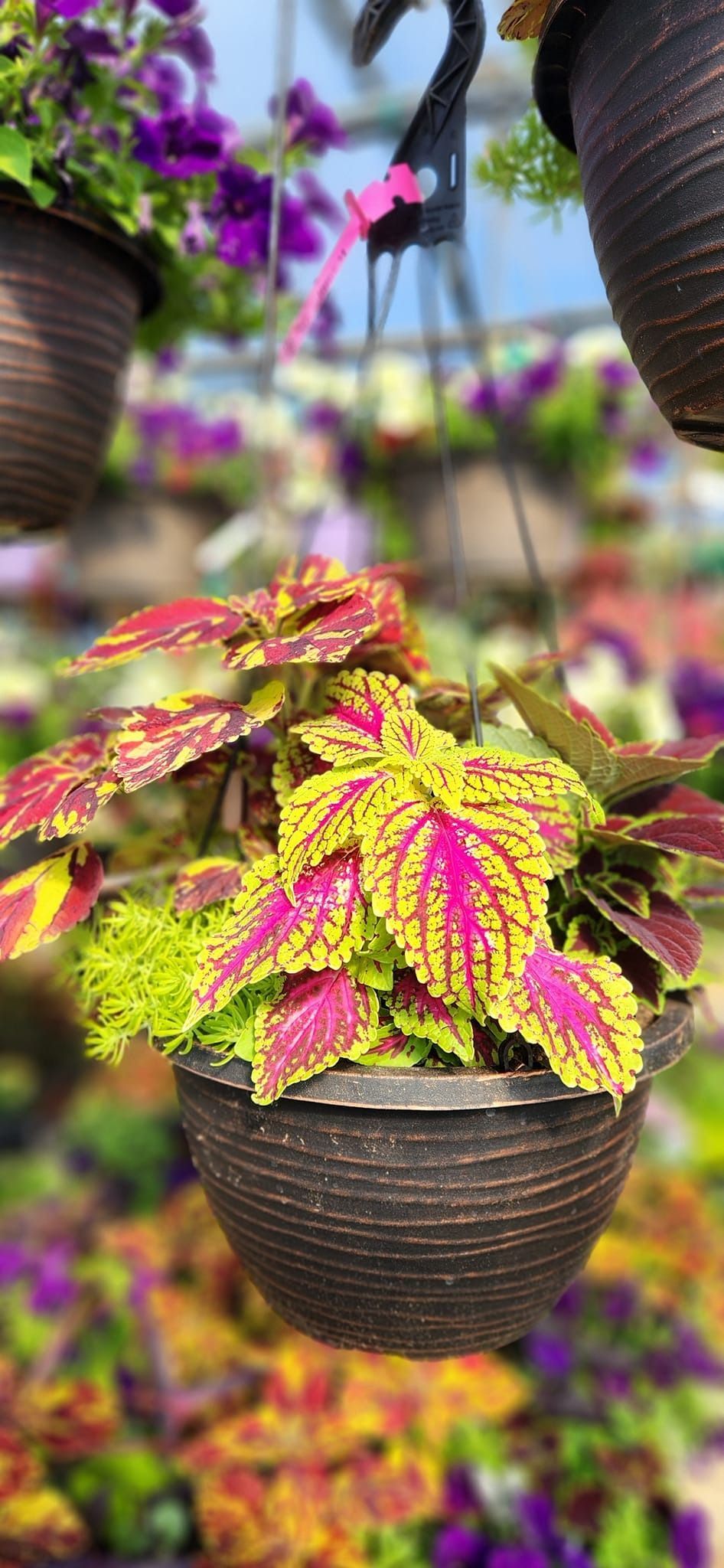 A hanging pot with coleus plants, their leaves vibrant with yellow, red, and pink hues.