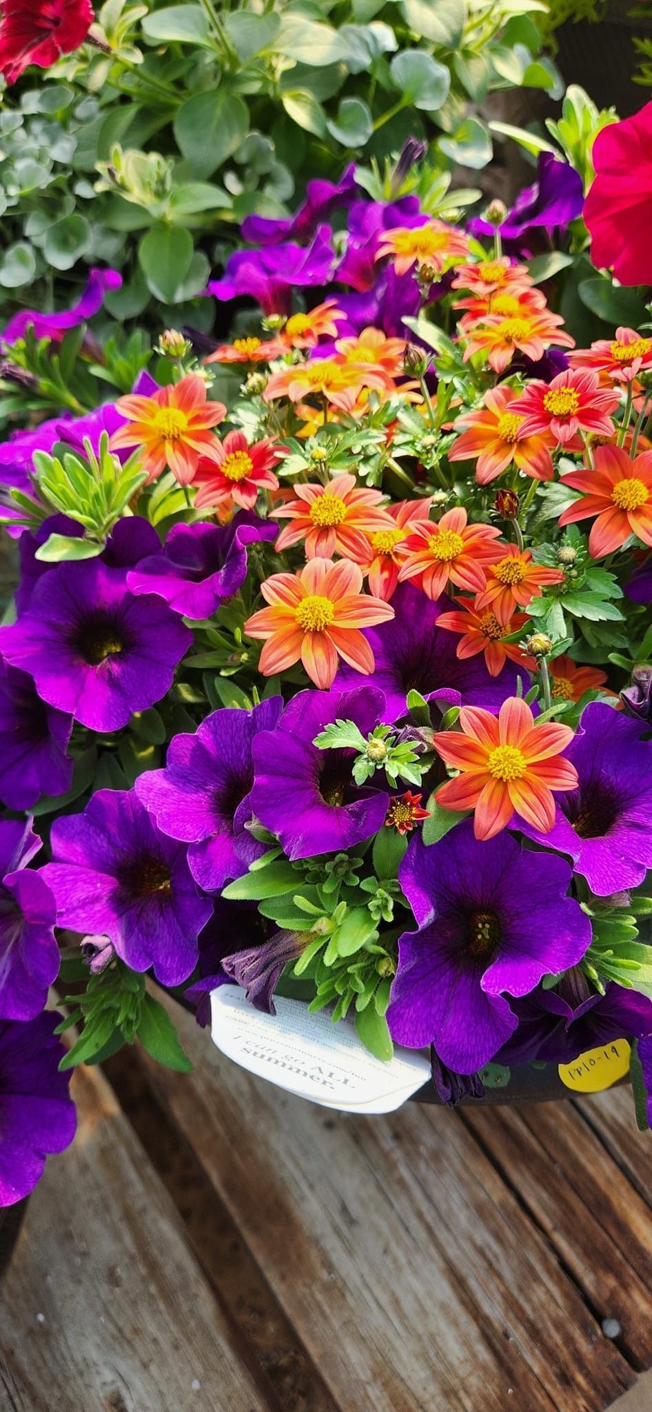 Purple and orange flowers in a white planter, on a wooden surface.