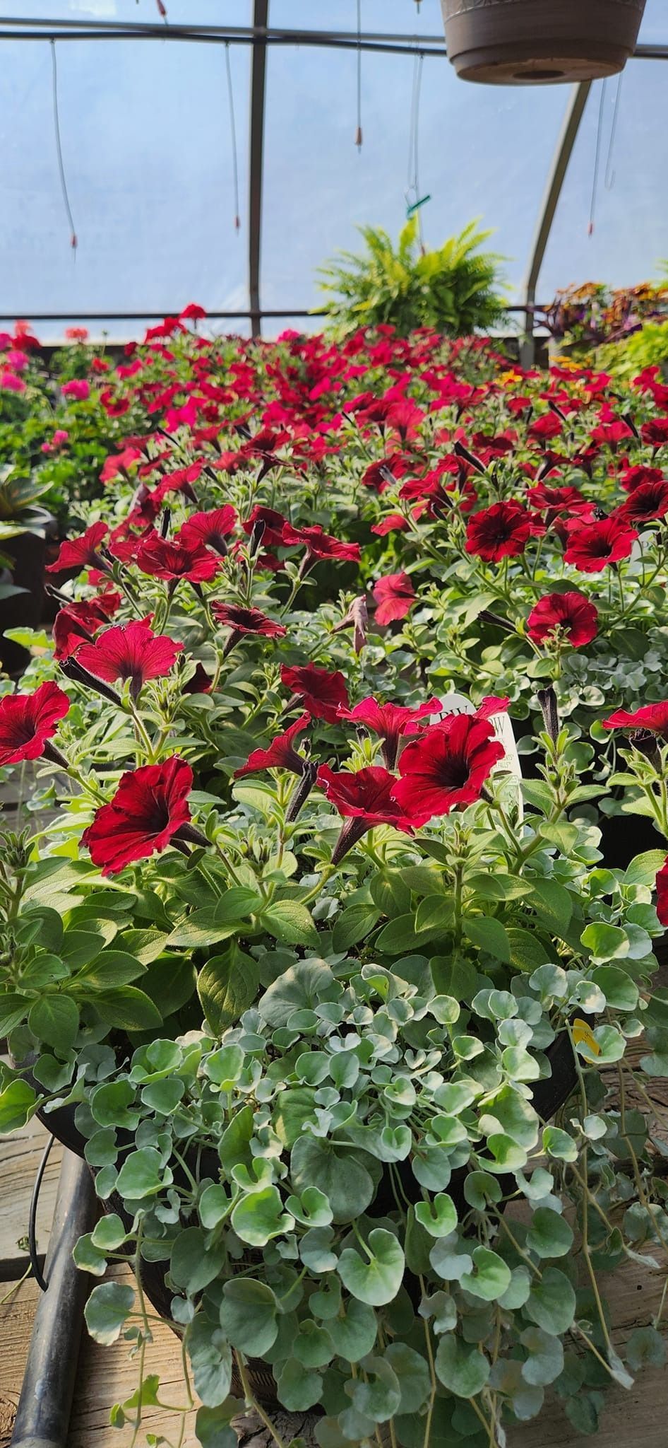 Red petunias with variegated foliage in a greenhouse setting.