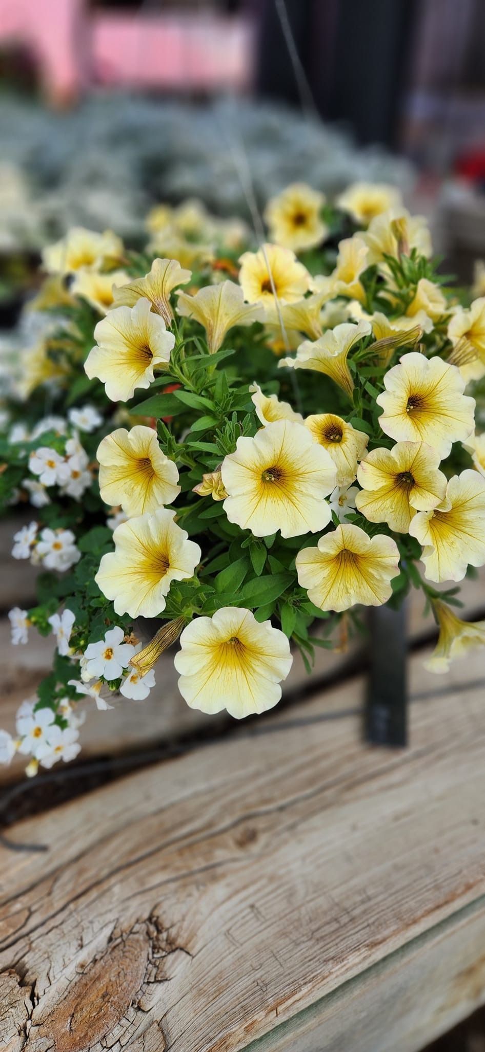 A hanging basket of yellow petunias with a wooden background.