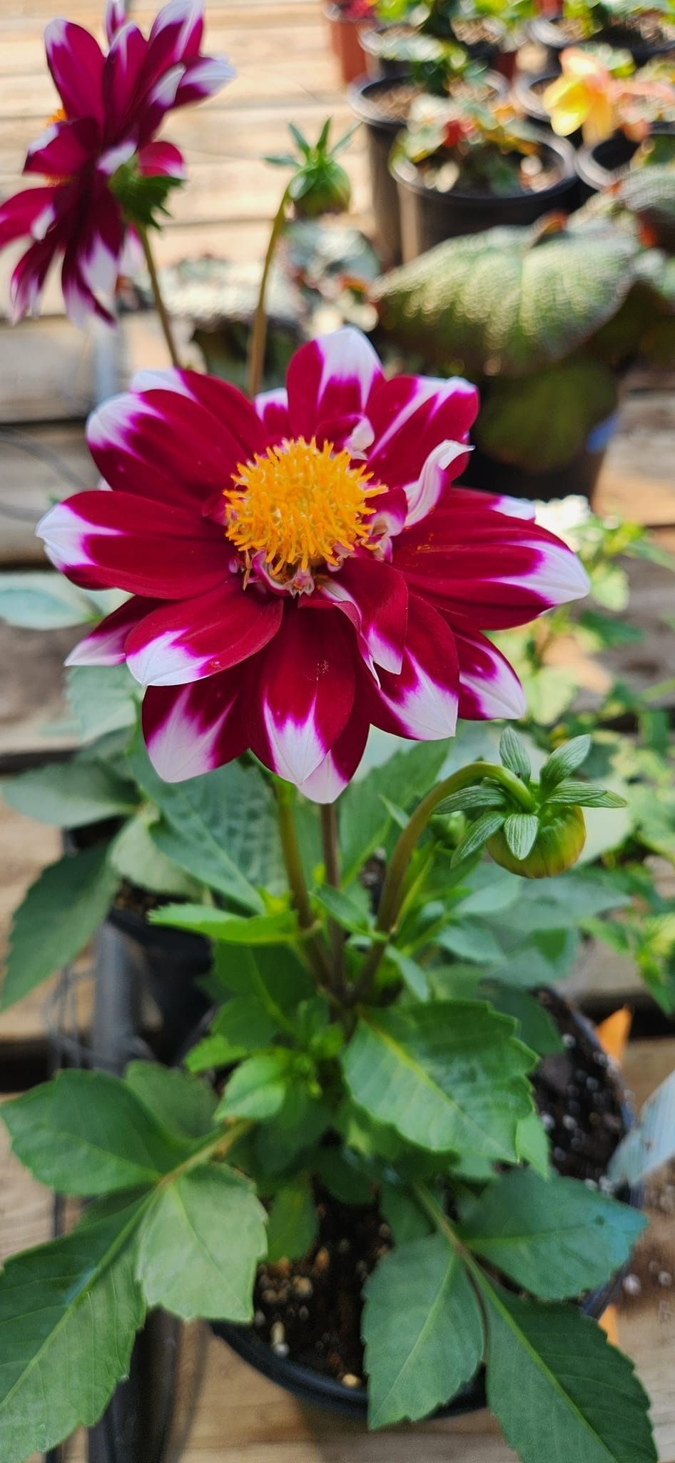 A close-up of a burgundy dahlia with white-tipped petals and a yellow center, growing in a pot.