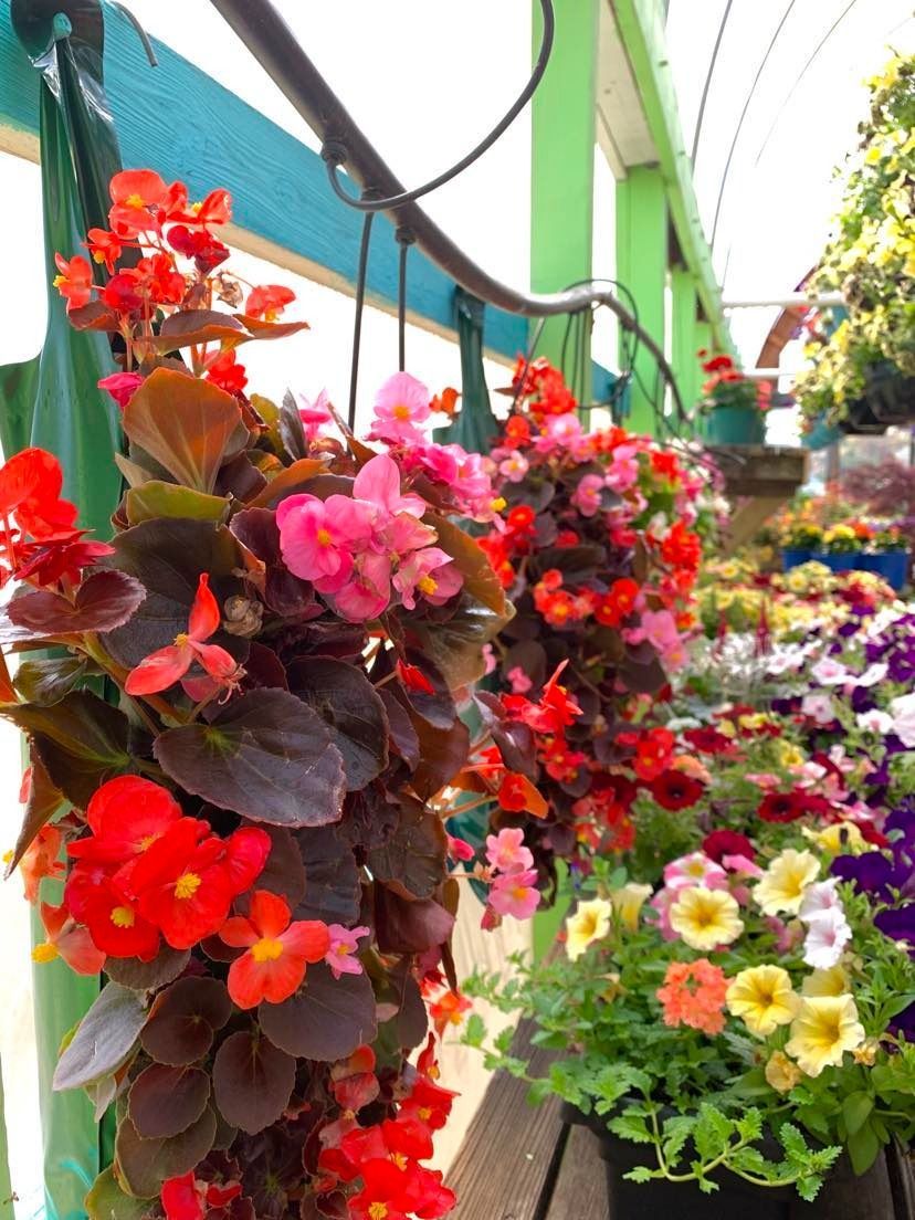 Hanging baskets of red and pink flowers in a greenhouse, with other colorful blooms visible in the background.