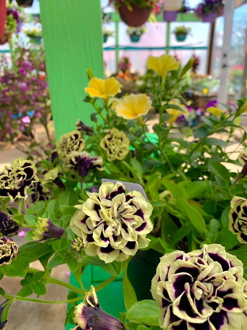 Close-up of a hanging basket of double-petaled flowers, cream and deep purple. Yellow flowers in the background.