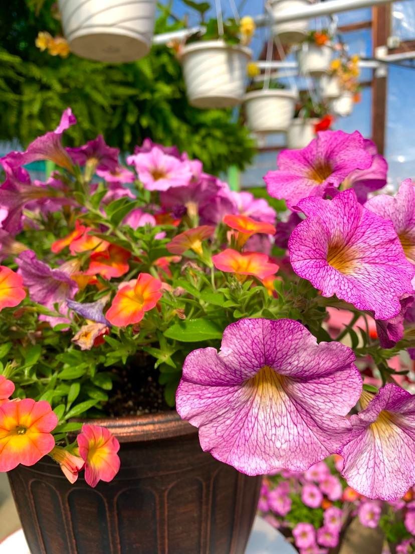 Pink and orange petunias in a brown pot, with hanging flower pots visible in background.