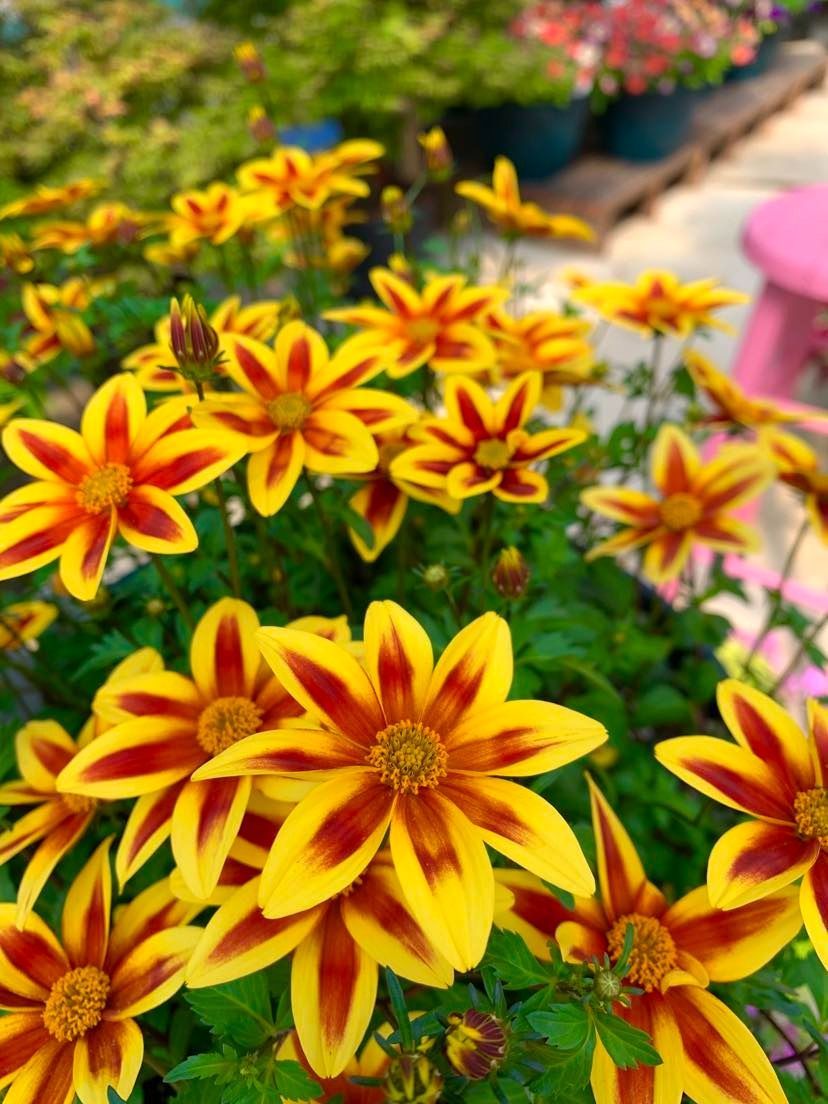 Yellow and red star-shaped flowers with green foliage, possibly in a garden or nursery setting.