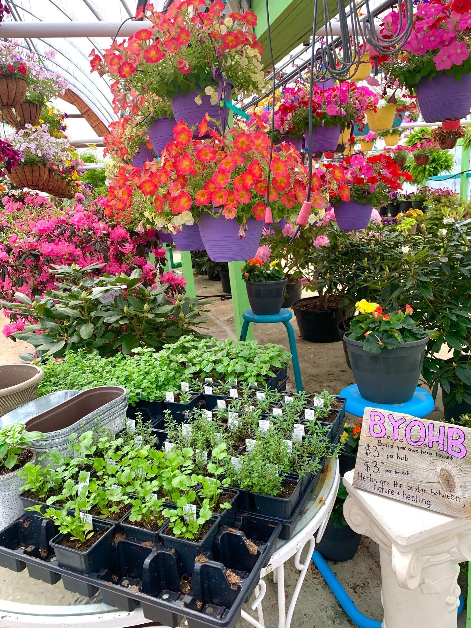 Greenhouse filled with colorful hanging flower baskets and potted plants.