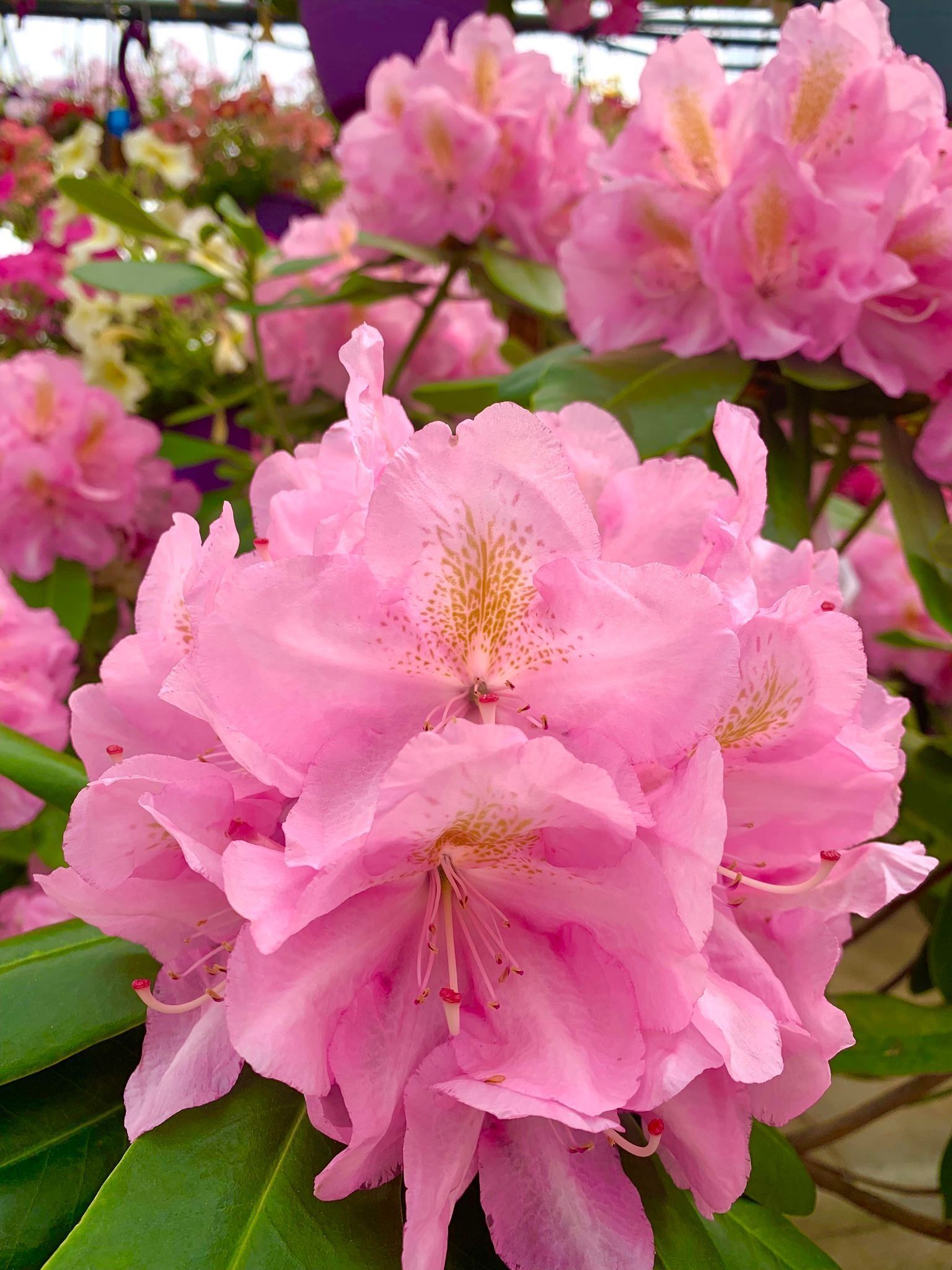 Pink rhododendron flowers in bloom, with green leaves and other flowers in background.