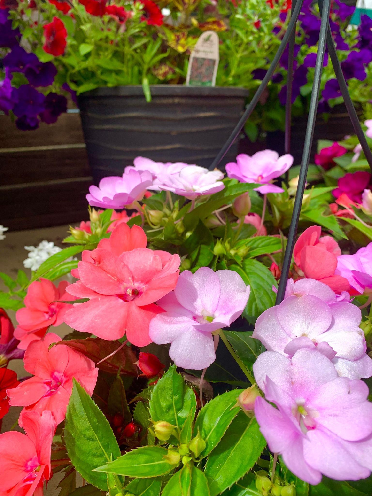 Hanging basket overflowing with pink, red, and purple impatiens flowers and green leaves.