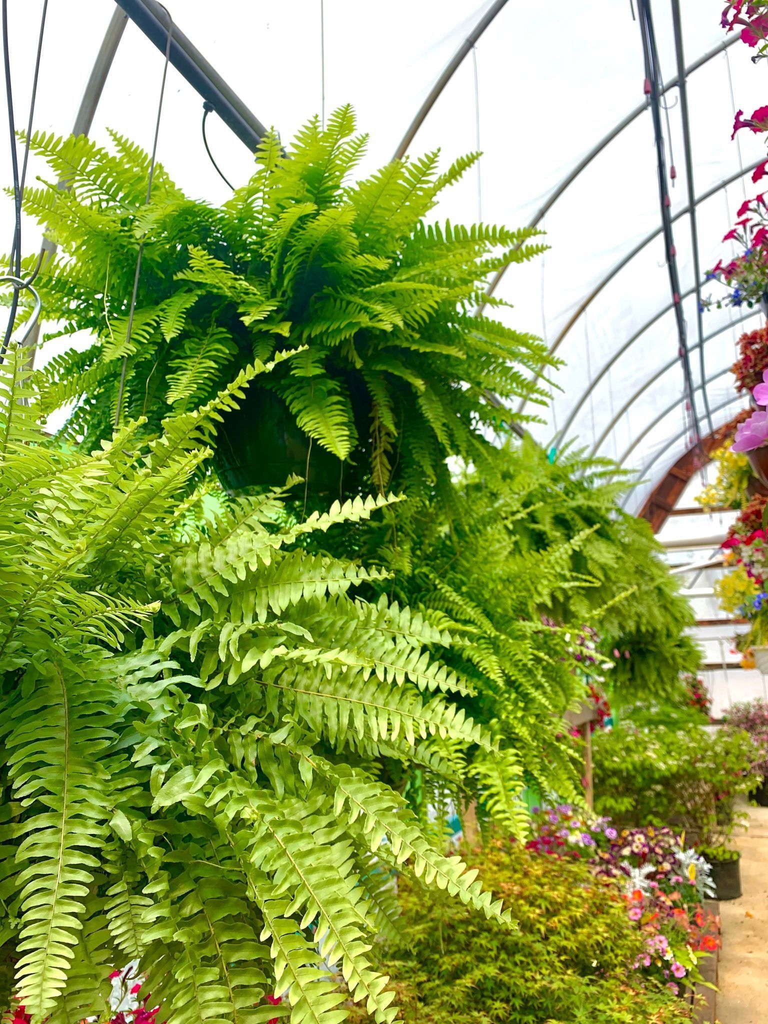 Lush green ferns in hanging baskets under a greenhouse ceiling.