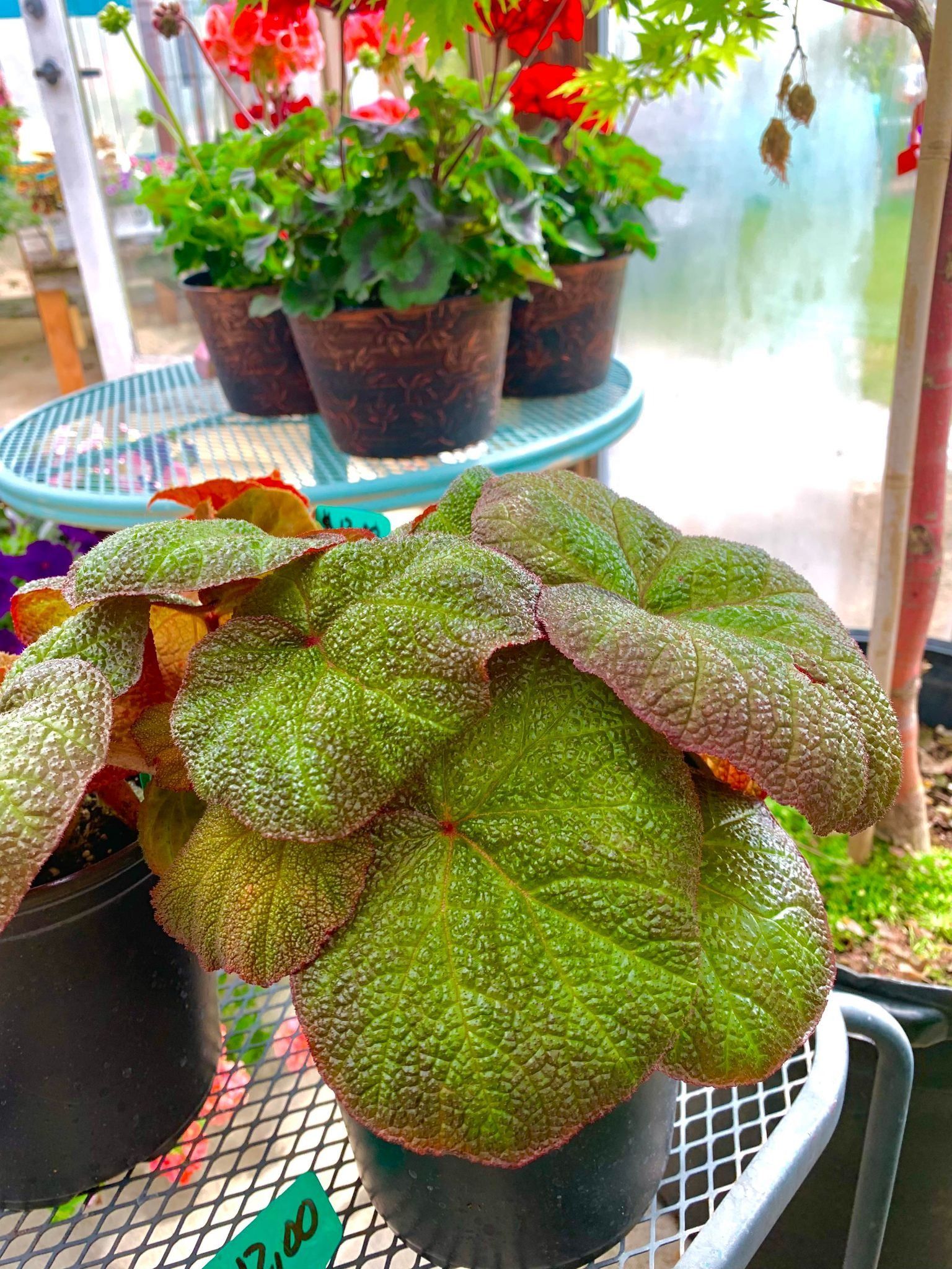 A large, textured green begonia plant in a black pot, with other potted plants in the background.